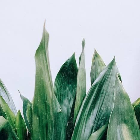 Extended Bikini at Wax Therapy in Fort Worth, TX