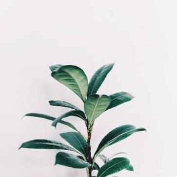 Brow Design Package at Wax Therapy in Fort Worth, TX