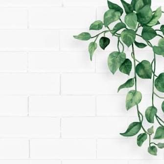 Brazilian at Wax Therapy in Fort Worth, TX